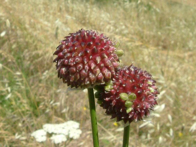 Allium nigrum ?